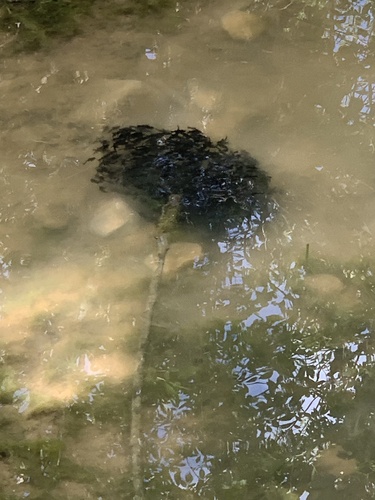 American Water Frogs