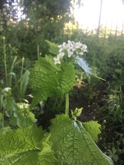 Alliaria petiolata