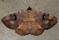 Hypopyra africana
