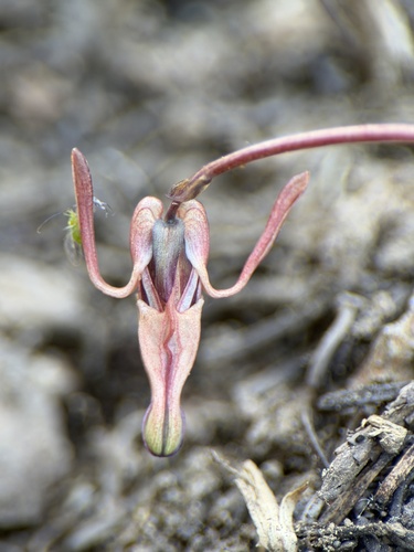 Dicentra uniflora, photograph 5
