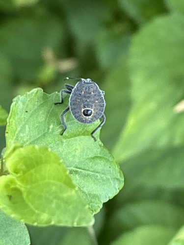 Yellow-spotted Stink Bug