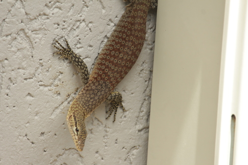 Freckled Monitor, Varanus orientalis