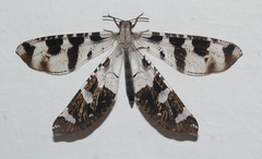 Lachlathetes moestus