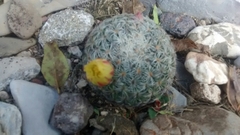 Mammillaria solisioides