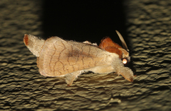 Lebedodes rufithorax