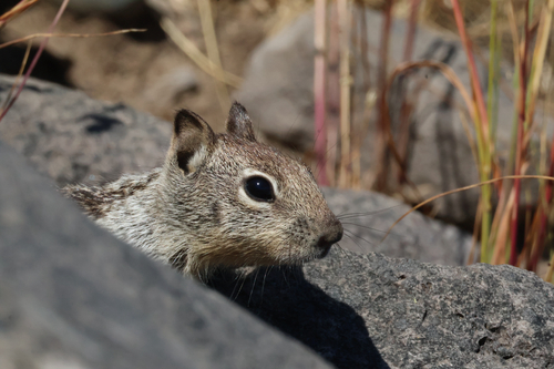 Douglas's Ground Squirrel