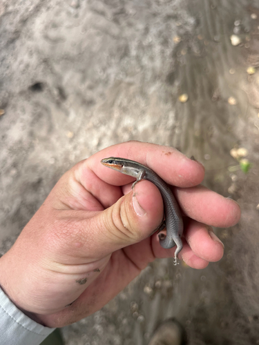 Four-lined Skink