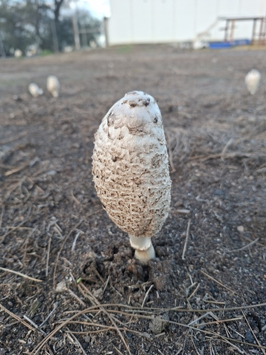 Shaggy Mane