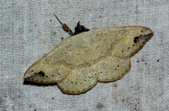 Maxera marchalii
