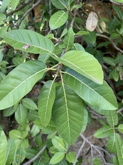 Ficus ingens ingens
