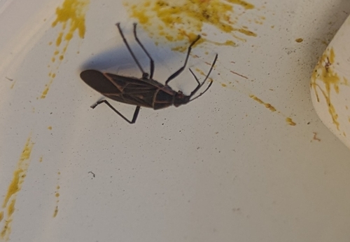 Western Boxelder Bug