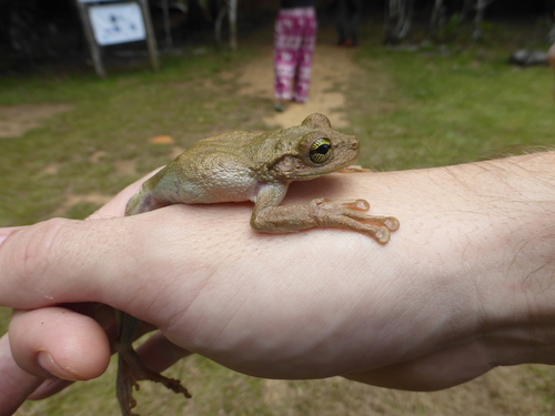 Egg-eating Spiny-backed Frog, Osteocephalus oophagus