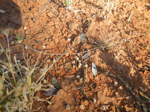 buttongrass