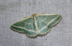 Mixocera frustratoria