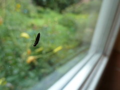 Scenopinus fenestralis