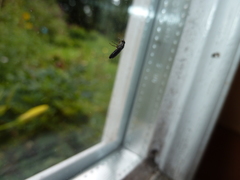 Scenopinus fenestralis