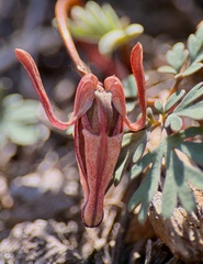 Dicentra uniflora, photograph author not stated, no rights reserved