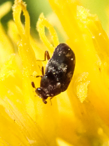 Cryptorhopalum quadripunctatum