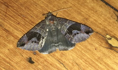 Bastilla solomonensis