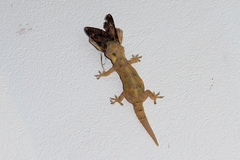 Hemidactylus platycephalus