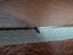 Scenopinus fenestralis