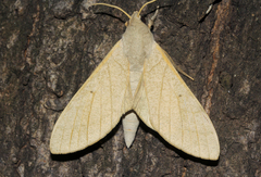 Neoclanis basalis