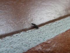 Scenopinus fenestralis