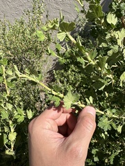 Ribes leptanthum, photograph author not stated, no rights reserved
