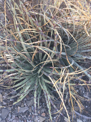 Hechtia podantha