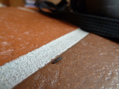 Scenopinus fenestralis