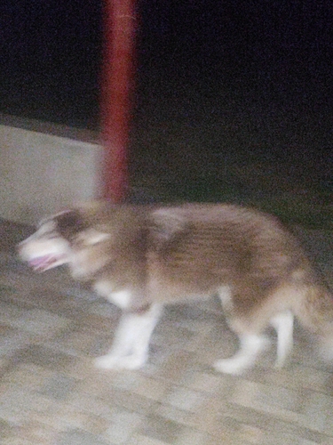 Domestic Dog