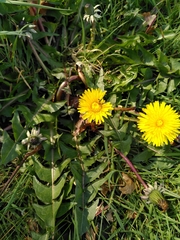 Taraxacum lamprophyllum