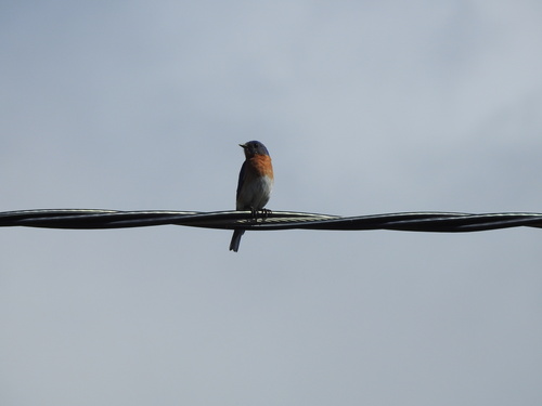 Eastern Bluebird