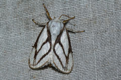 Parapluda invitabilis