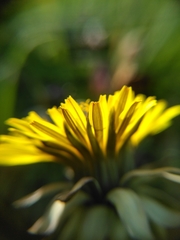 Taraxacum lamprophyllum