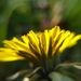 Taraxacum lamprophyllum - Photo 由 matthewjones 所上傳的 (c) matthewjones，保留部份權利CC BY-NC