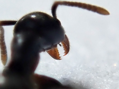 White-footed House Ant photo 5