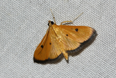 Phostria bistigmalis