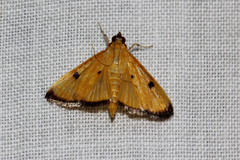 Phostria bistigmalis