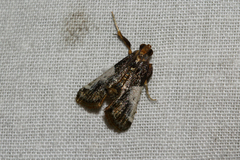 Pithyllis metachryseis