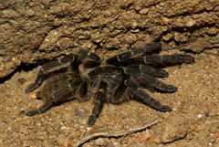 Pterinochilus murinus