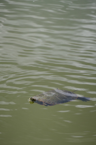 Western Painted Turtle
