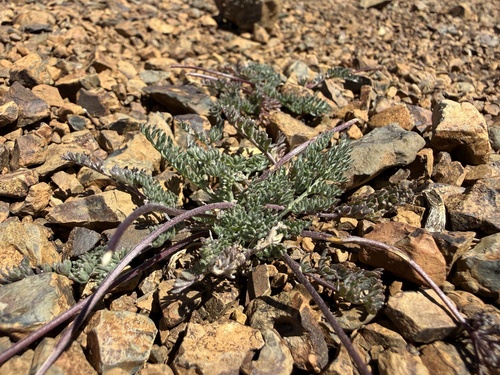 Lomatium watsonii, 2026-06-11