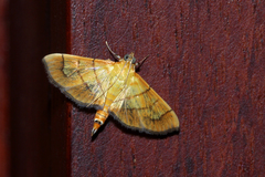 Orphanostigma haemorrhoidalis