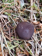 Strobilurus esculentus