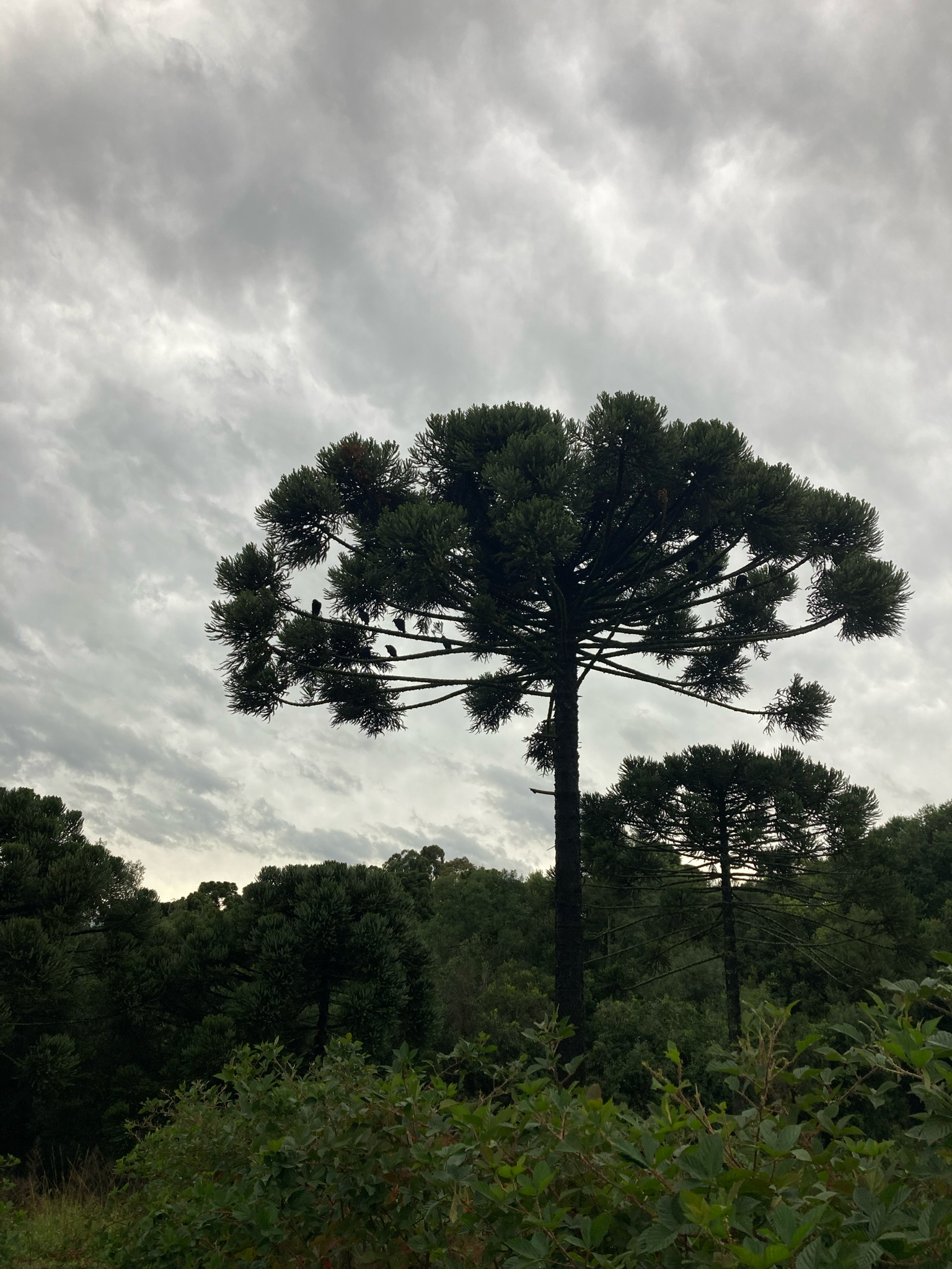 Araucaria angustifolia