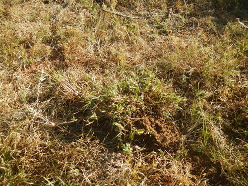 buffelgrass
