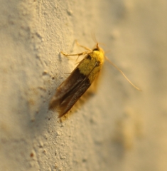 Stathmopoda auriferella