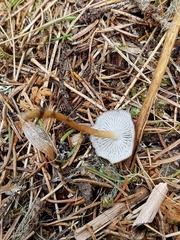 Strobilurus esculentus