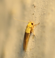 Stathmopoda auriferella